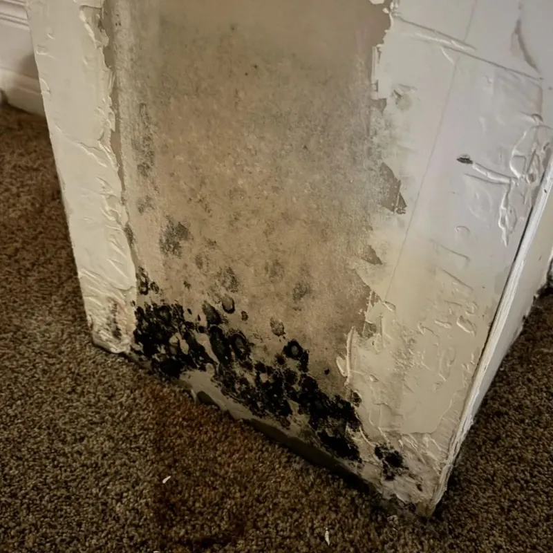 Professional Mold Removal in East Florence, AL